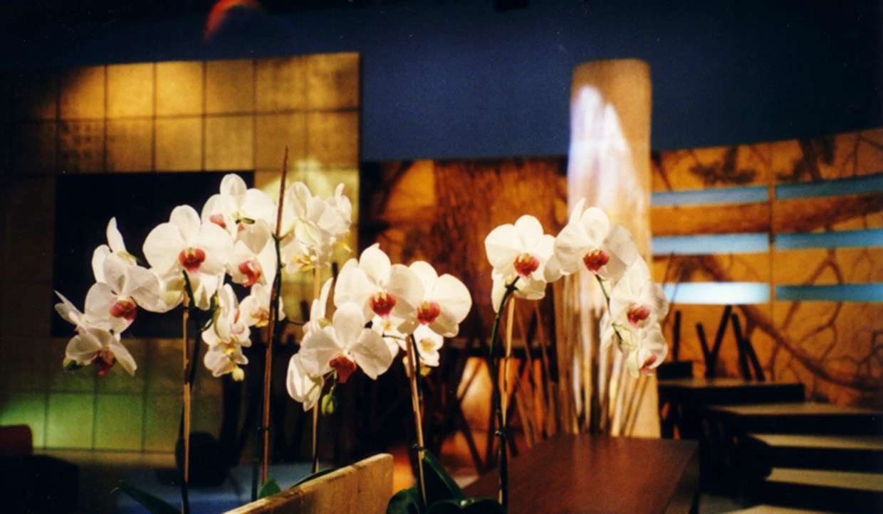 Close-up of white orchids on a dimly lit stage