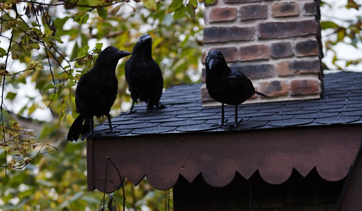 Drei schwarze Vögel auf einem Dach mit Schornstein